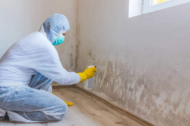 Licensed Mold Remediation service in East Boston, MA - WQB Mold Removal
